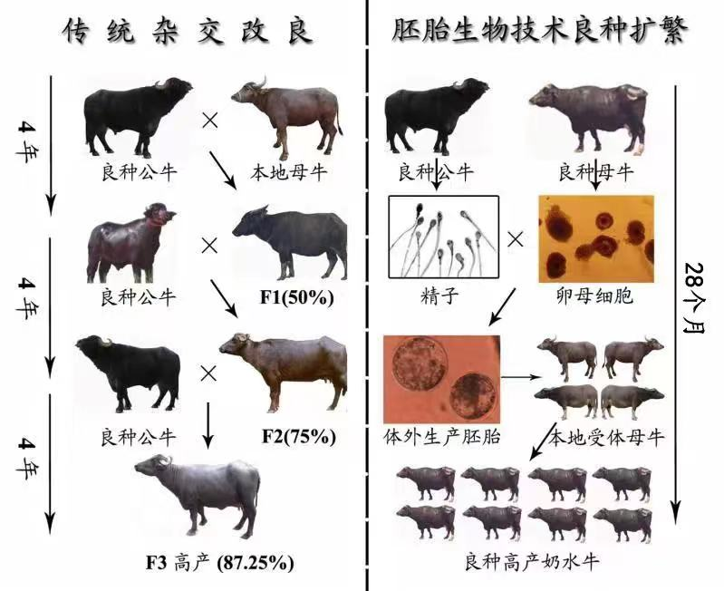 皇氏种源培育png